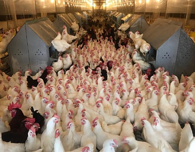 This company now ships live chickens to S'pore. Is its stock appetising too?