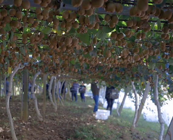 kiwi abundance