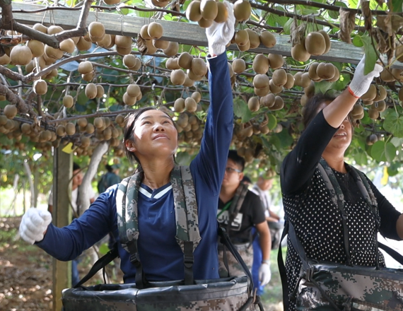 kiwi harvest